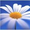 Flower-6.jpg picture by tk1551 Flower-6.jpg picture by tk1551