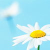 daisy.png picture by tk1551