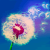 flower-7.gif picture by tk1551
