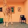 giraffe-14.jpg picture by tk1551