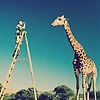 giraffe-6.jpg picture by tk1551
