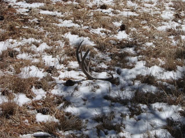 Shedhunting3-7-08007.jpg