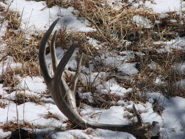 Shedhunting3-7-08008.jpg