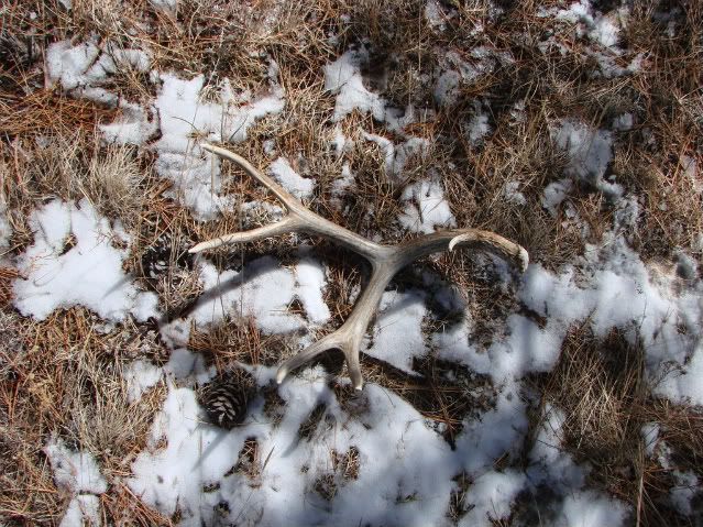 Shedhunting3-7-08009.jpg