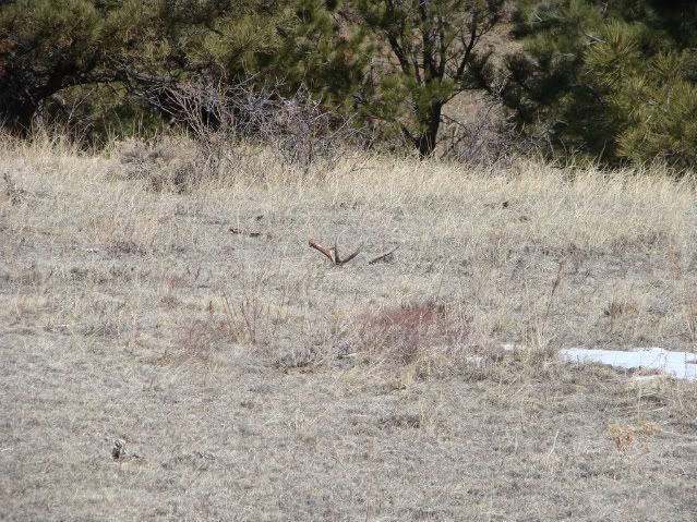 Shedhunting3-7-08010.jpg