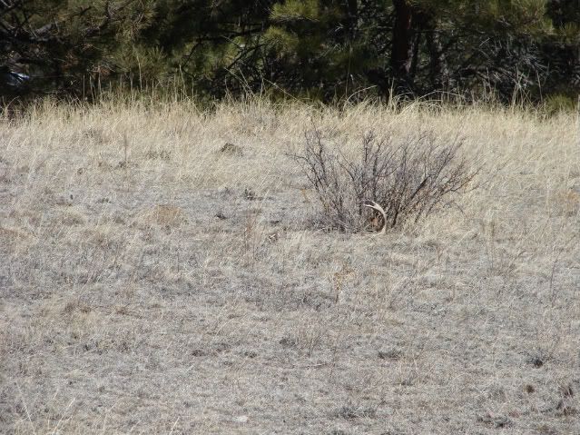 Shedhunting3-7-08011.jpg