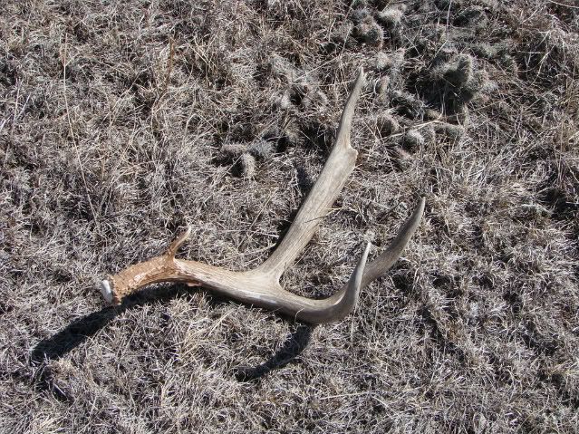 Shedhunting3-7-08013.jpg