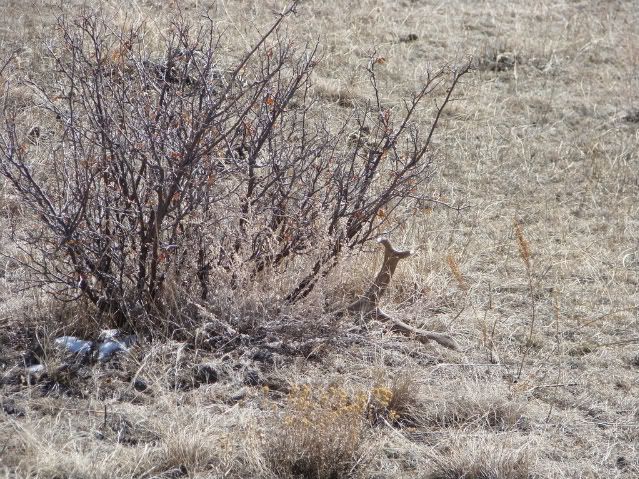 Shedhunting3-7-08014.jpg