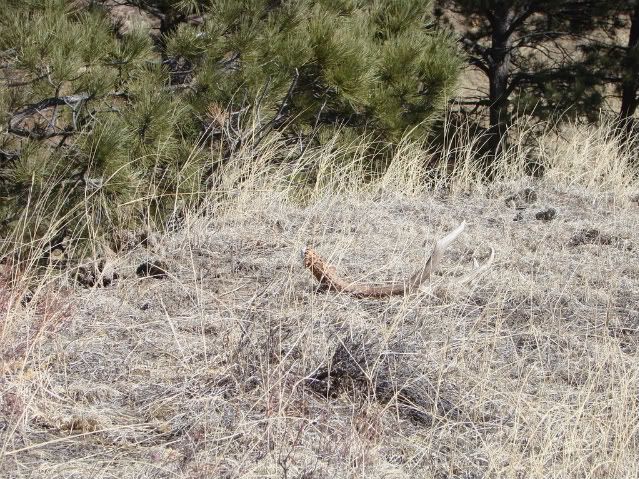 Shedhunting3-7-08015.jpg