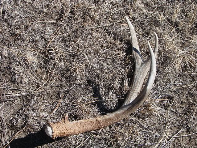 Shedhunting3-7-08016.jpg