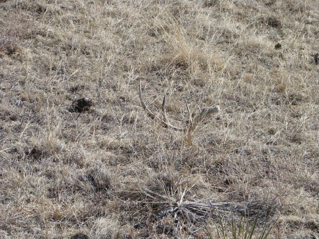 Shedhunting3-7-08017.jpg