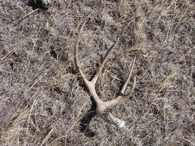 Shedhunting3-7-08018.jpg