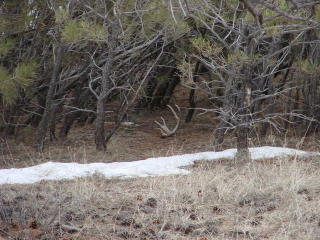 shedhunting3-10-07017.jpg