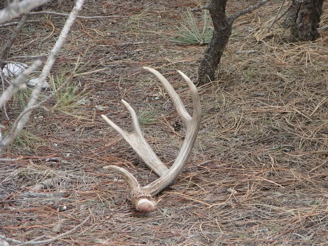 shedhunting3-10-07018-1.jpg