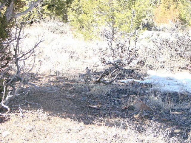 shedhunting3-17-07006.jpg