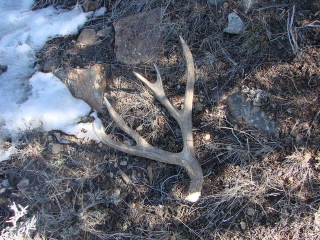 shedhunting3-17-07008.jpg