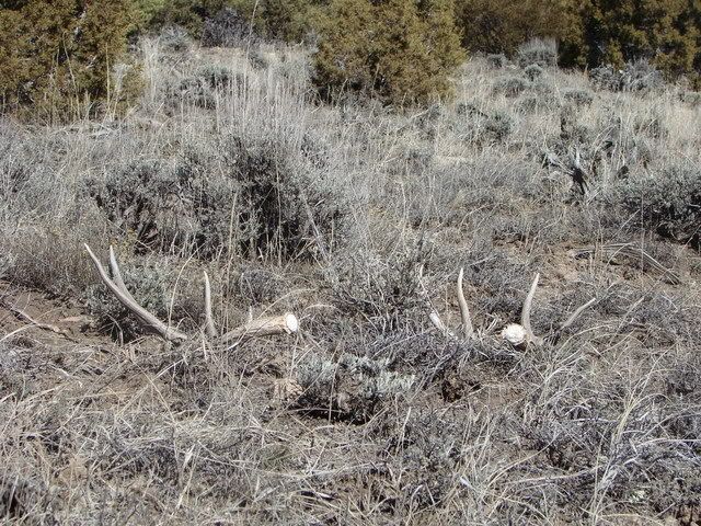 shedhunting3-17-07011.jpg