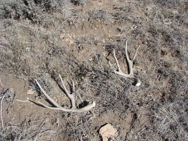 shedhunting3-17-07012.jpg