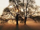 Tree.jpg Tree image by sneakymidget96