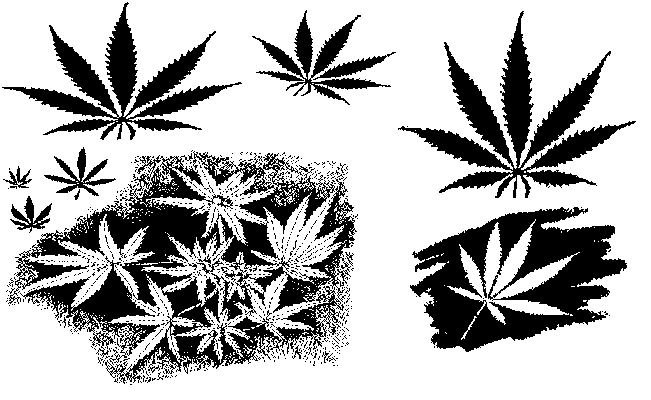 leaf-drawings.gif WEED