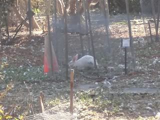 July 5, 2008 Albino