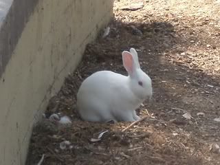 July 8, 2008 Albino 1