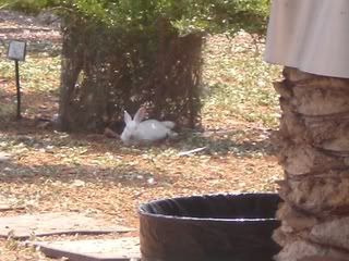 July 9, 2008 Albino 1