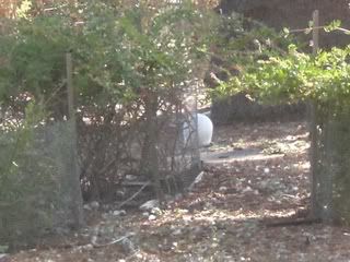 July 20, 2008 Albino