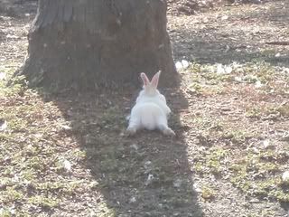 August 1, 2008 Albino