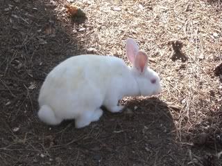August 11, 2008 Albino
