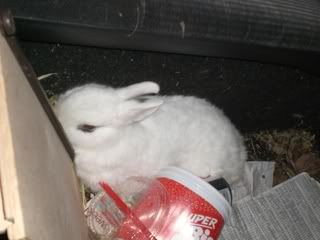 August 12, 2008 Hotot [RESCUED]