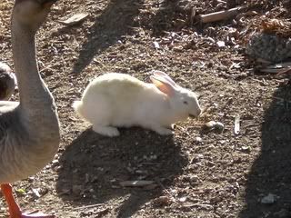 August 23, 2008 Albino
