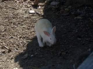 August 24, 2008 Albino