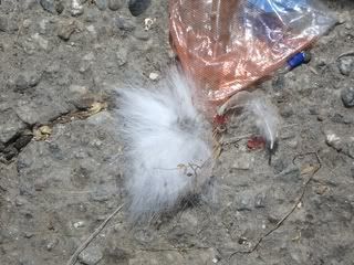 September 2, 2008 Fur 1