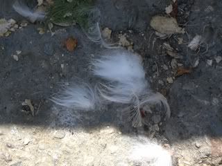 September 2, 2008 Fur 2