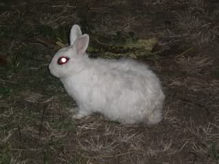 September 2, 2008 Hotot