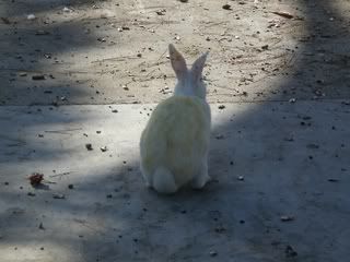 September 7, 2008 Albino