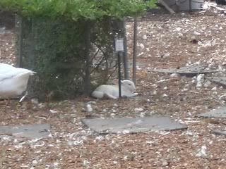 September 13, 2008 Albino
