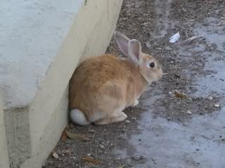 September 19, 2008 Light Brown