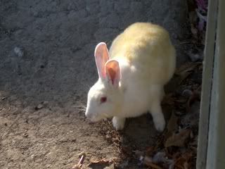 September 19, 2008 Albino