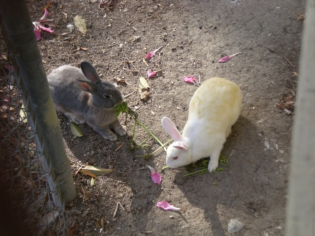 October 3, 2008 Dutch Mix &amp; Albino