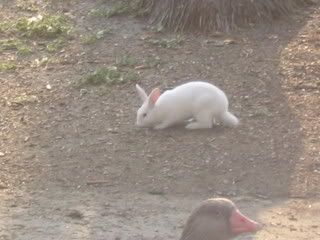 July 11, 2008 Albino