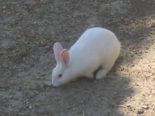 July 12, 2008 Albino