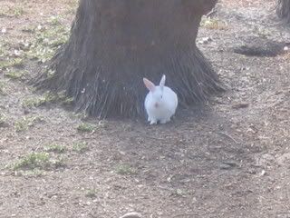 July 13, 2008 Albino 1