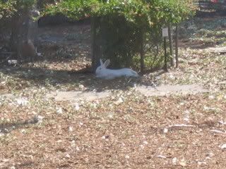 July 14, 2008 Albino 1