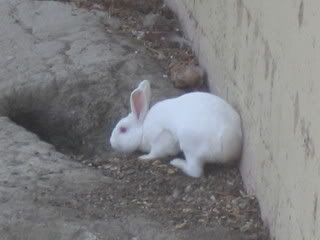 July 15, 2008 Albino