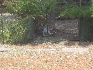 July 16, 2008 Albino