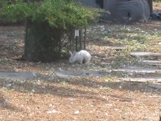 July 17, 2008 Albino