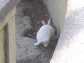 July 18, 2008 Albino 2
