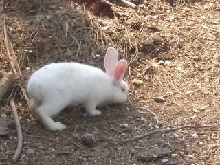 June 25, 2008 Albino 2